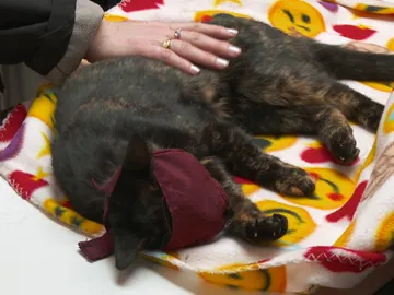 Una gata atacada por unos perros Una gata atacada por unos perros