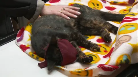 Una gata atacada por unos perros El increíble Dr. Pol