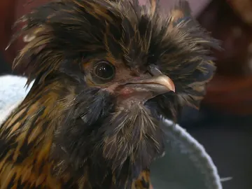 Una gallina con problemas Una gallina con problemas