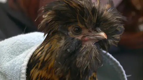 Una gallina con problemas El increíble Dr. Pol