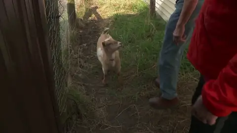 Nono, la pequeña cabra exploradora Nono, la pequeña cabra exploradora