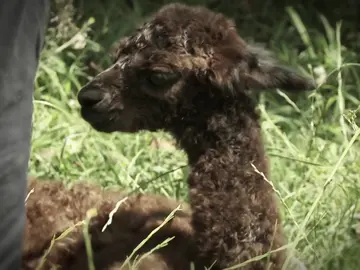 Una pequeña alpaca con un comienzo muy duro en la vida Una pequeña alpaca con un comienzo muy duro en la vida