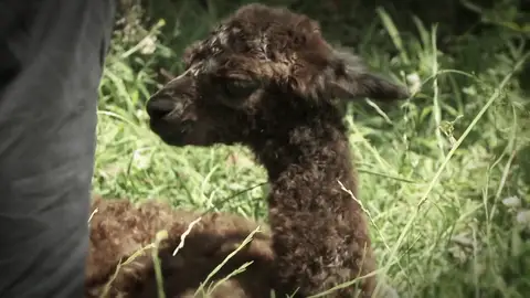 Una pequeña alpaca con un comienzo muy duro en la vida Isadore es una cría de alpaca cuya llegada al mundo se ha complicado y su madre ha tenido un parto muy difícil, pero su dueña, Jessica, hará todo lo posible para que sobreviva.
