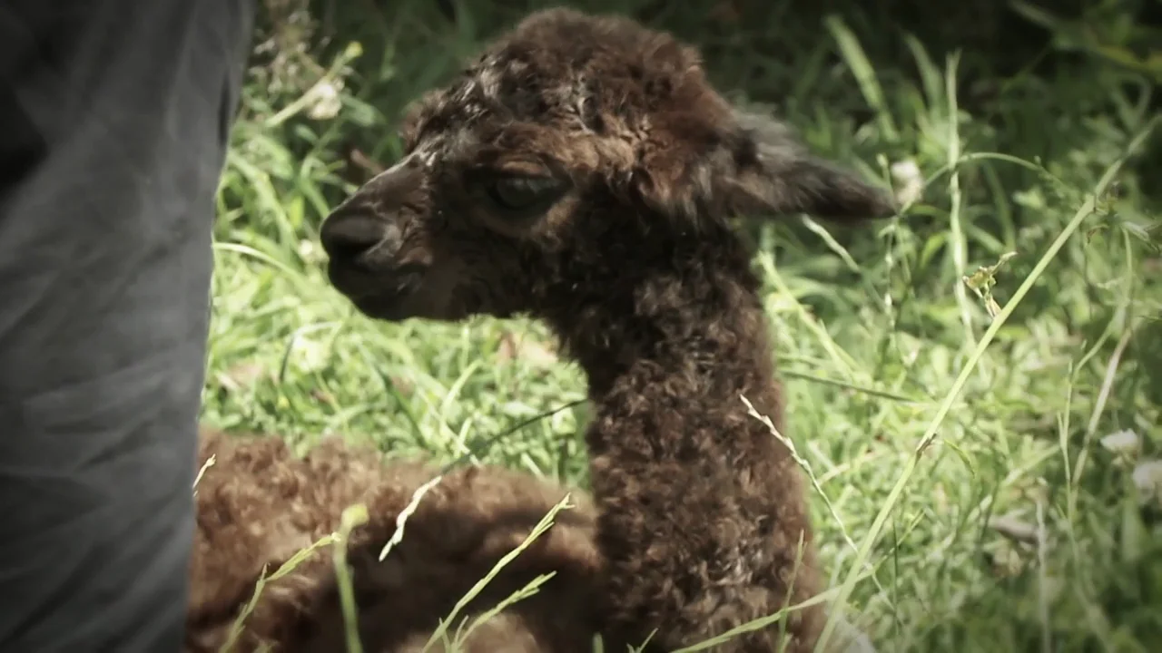 Isadore es una cr&iacute;a de alpaca cuya llegada al mundo se ha complicado y su madre ha tenido un parto muy dif&iacute;cil, pero su due&ntilde;a, Jessica, har&aacute; todo lo posible para que sobreviva.