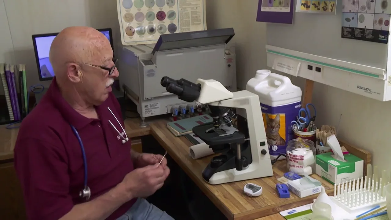 El Dr. Pol consigue salvar el o&iacute;do de la gata Buttercup