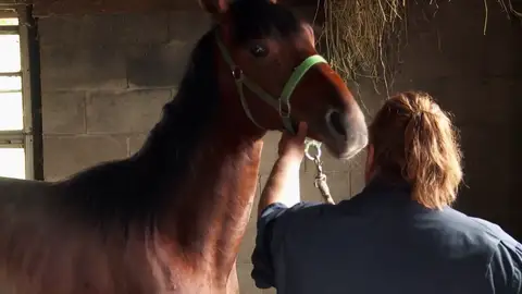 Las diferentes heridas de un portro preocupan a Brenda Las diferentes heridas de un portro preocupan a Brenda