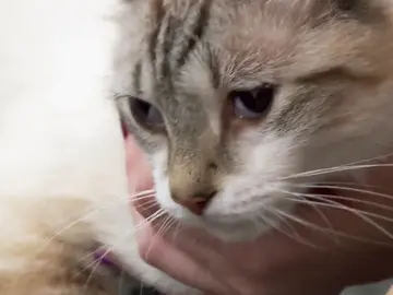 Assassin, el gato que ve demonios de otra dimensión Assassin, el gato que ve demonios de otra dimensión