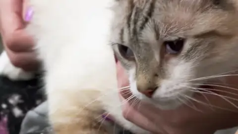 Assassin, el gato que ve demonios de otra dimensión Cuando hay luna llena a la consulta del doctor Pol no paran de llegar casos de lo más extraños, y el de Assassin es uno particularmente singular.