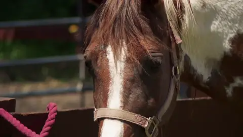 La yegua Sage tiene unas heridas extrañas que llaman la atención de su dueña La yegua Sage tiene unas heridas extrañas que llaman la atención de su dueña