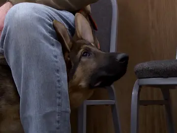 Un cachorro llega a la clínica con, supuestamente, un virus que puede llegar a ser mortal Un cachorro llega a la clínica con, supuestamente, un virus que puede llegar a ser mortal