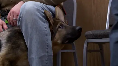 Un cachorro llega a la clínica con, supuestamente, un virus que puede llegar a ser mortal El Parvovirus afecta, sobre todo, a cachorros de perro, haciéndoles vomitar y tener fuertes diarreas que pueden derivar en la muerte.