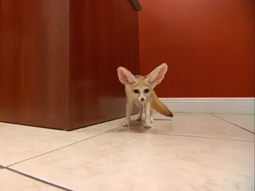 Zorro del desierto Zorro del desierto