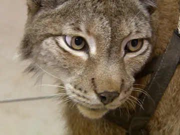 Lince euroasiático Lince euroasiático