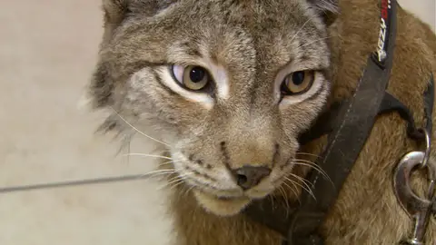 Lince euroasiático Doctora K: Animales exóticos