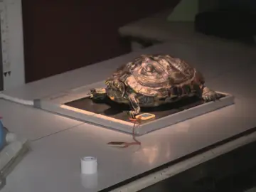 La tortuga BD tiene problemas para poner sus huevos