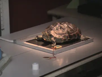 La tortuga BD tiene problemas para poner sus huevos La tortuga BD tiene problemas para poner sus huevos