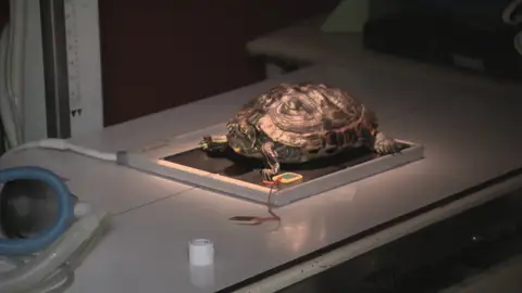 La tortuga BD tiene problemas para poner sus huevos La tortuga BD tiene problemas para poner sus huevos