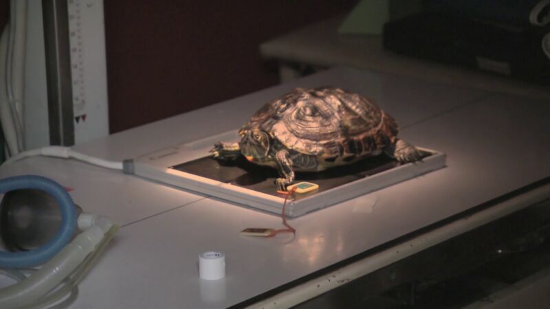 La tortuga BD tiene problemas para poner sus huevos