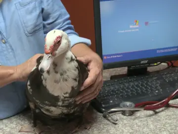 La pata Horacio podría tener un huevo atascado y eso afectaría gravemente a su salud La pata Horacio podría tener un huevo atascado y eso afectaría gravemente a su salud