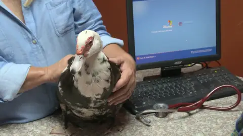 La pata Horacio podría tener un huevo atascado y eso afectaría gravemente a su salud La pata Horacio podría tener un huevo atascado y eso afectaría gravemente a su salud