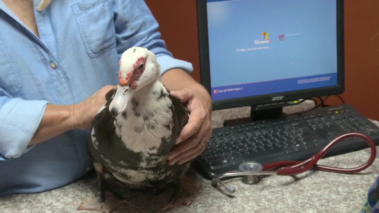 La pata Horacio podr&iacute;a tener un huevo atascado y eso afectar&iacute;a gravemente a su salud