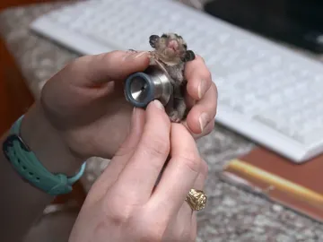 Petauro con problemas médicos Petauro con problemas médicos