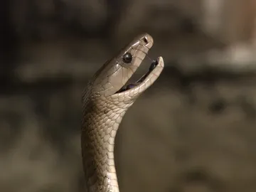 Mamba negra Mamba negra