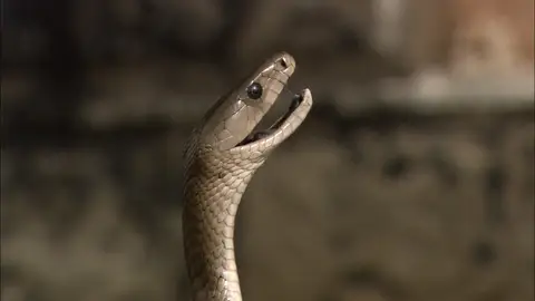 Mamba negra Serpientes en la ciudad