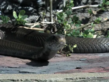 Serpiente negra Serpiente negra