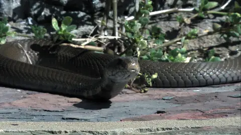 Serpiente negra Serpientes en la ciudad