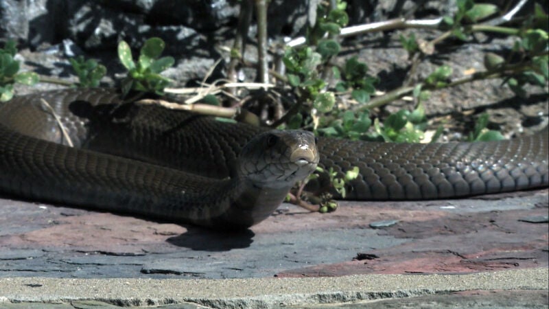 Cinco tipos de serpientes negras que pueden arruinarte la vida
