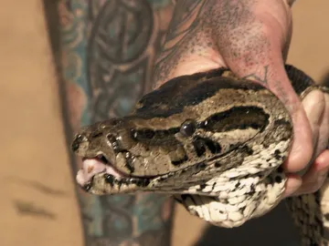 Pitón de África Meridional Pitón de África Meridional