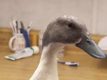 El Dr. Pol y sus remedios domésticos para curar a Max El Dr. Pol y sus remedios domésticos para curar a Max