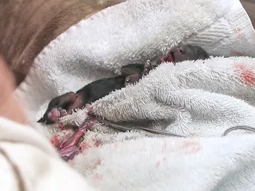 Perro recién nacido Perro recién nacido