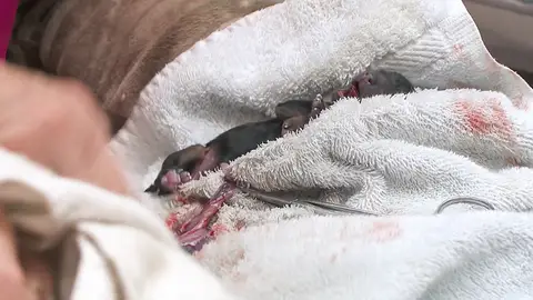 Perro recién nacido El increíble Dr. Pol