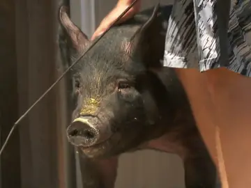 ¿Podrá vender el dueño a esta cerda en la feria Isabella? ¿Podrá vender el dueño a esta cerda en la feria Isabella?