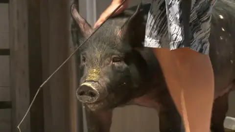 ¿Podrá vender el dueño a esta cerda en la feria Isabella? ¿Podrá vender el dueño a esta cerda en la feria Isabella?