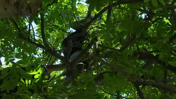 Verjas eléctricas, alambres con púas, un árbol alto, ningún arnés y una serpiente mortal Verjas eléctricas, alambres con púas, un árbol alto, ningún arnés y una serpiente mortal