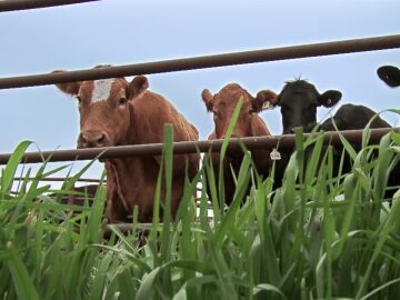 La fiebre de la luna llena deja a todas las vacas preñadas de la granja