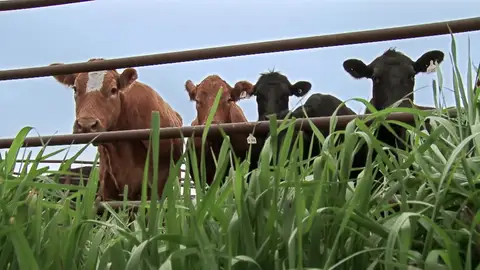 La fiebre de la luna llena deja a todas las vacas preñadas de la granja La fiebre de la luna llena deja a todas las vacas preñadas de la granja