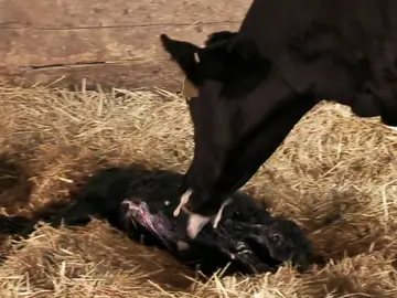 Un parto de urgencia muy complicado debido a una ola de calor Un parto de urgencia muy complicado debido a una ola de calor