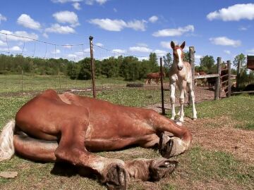 Sin cascos no hay caballos