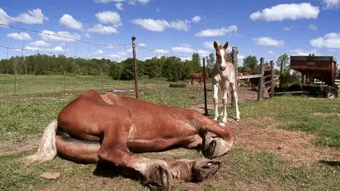 Sin cascos no hay caballos Sin cascos no hay caballos