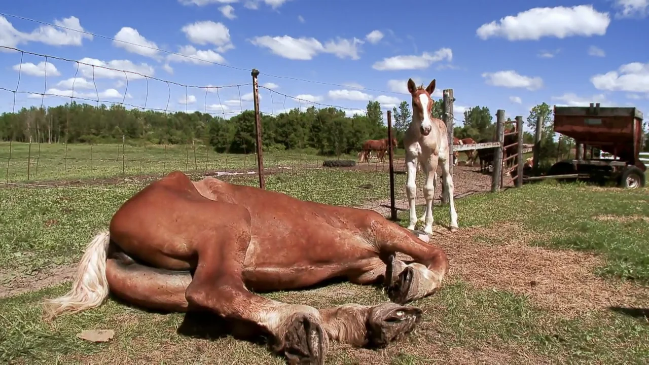 Sin cascos no hay caballos