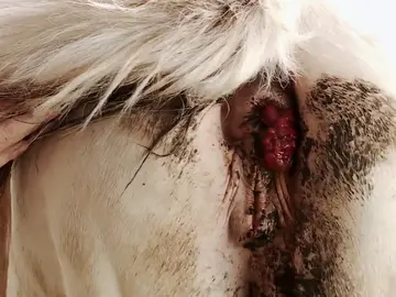 El Dr. Pol y su equipo quitan un tumor anal El Dr. Pol y su equipo quitan un tumor anal