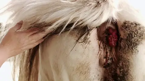 El Dr. Pol y su equipo quitan un tumor anal  El Dr. Pol y su equipo quitan un tumor anal