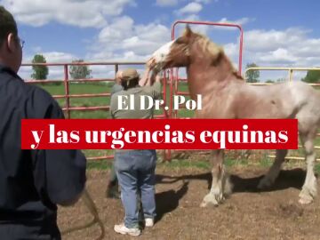 Así afronta el Dr. Pol las urgencias equinas que llegan a su clínica