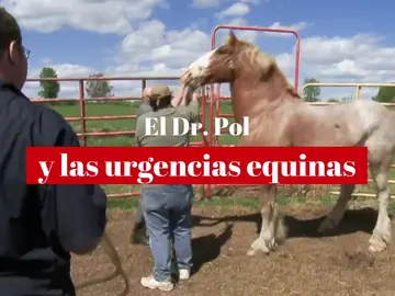 Así afronta el Dr. Pol las urgencias equinas que llegan a su clínica Así afronta el Dr. Pol las urgencias equinas que llegan a su clínica