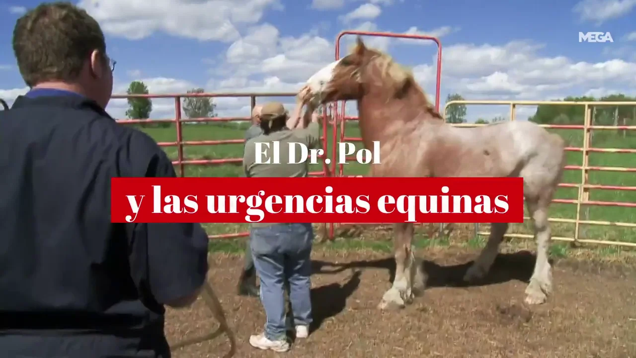 Así afronta el Dr. Pol las urgencias equinas que llegan a su clínica Así afronta el Dr. Pol las urgencias equinas que llegan a su clínica