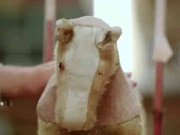 El caballo con el que aprendió toda una generación a dar sus primeros pasos El caballo con el que aprendió toda una generación a dar sus primeros pasos